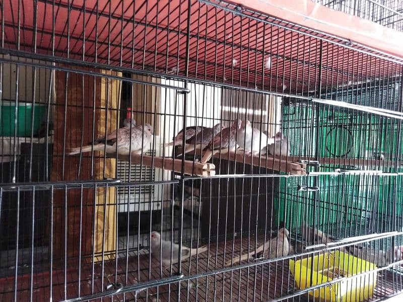 Silver Dove Breeder pairs 0