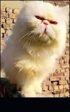 persion piki Male for stud sale