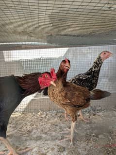 2 murgiya or aik murga hai