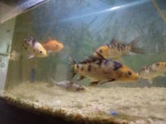 7 fishes for sale