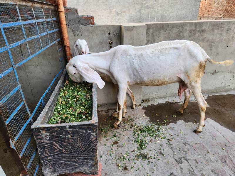 Rajan puri bakri sath 1 bakra or bakri 0