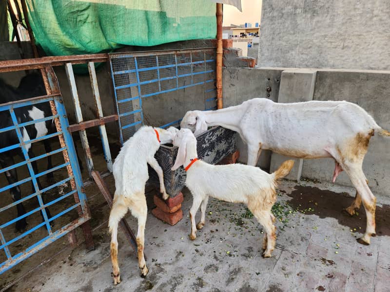 Rajan puri bakri sath 1 bakra or bakri 1