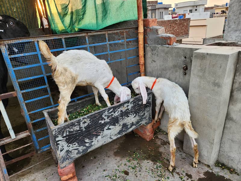 Rajan puri bakri sath 1 bakra or bakri 2