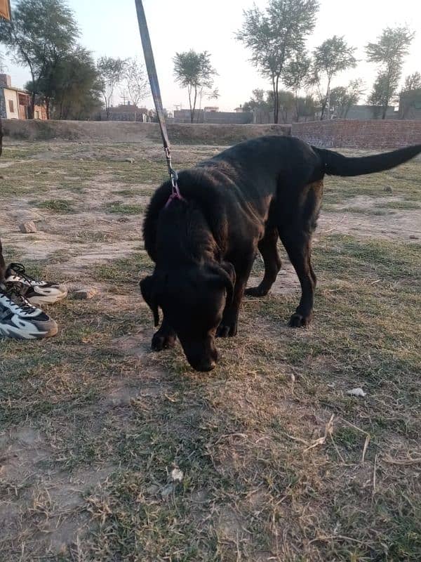 Female lab clor black 18000 2
