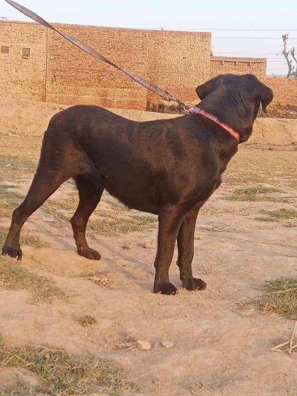 Female lab clor black 18000 3