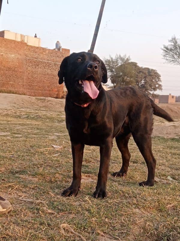 Female lab clor black 18000 4
