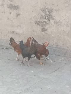 DESI PATHAY CHUZA FOR SLAE