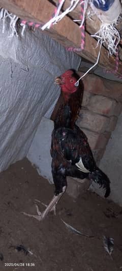 Hen aseel mianwali