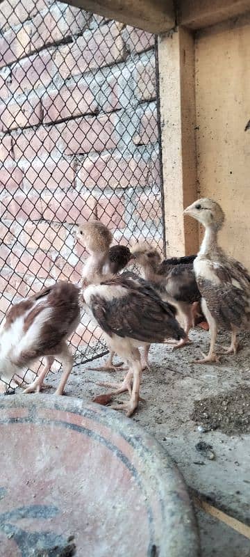 ik murgi hor 5 bacha for sale 1