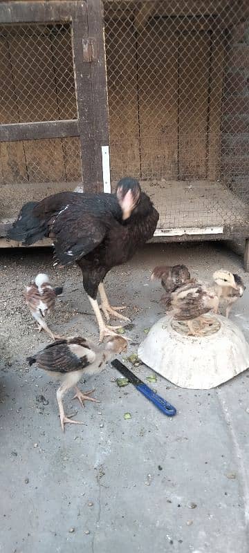 ik murgi hor 5 bacha for sale 2
