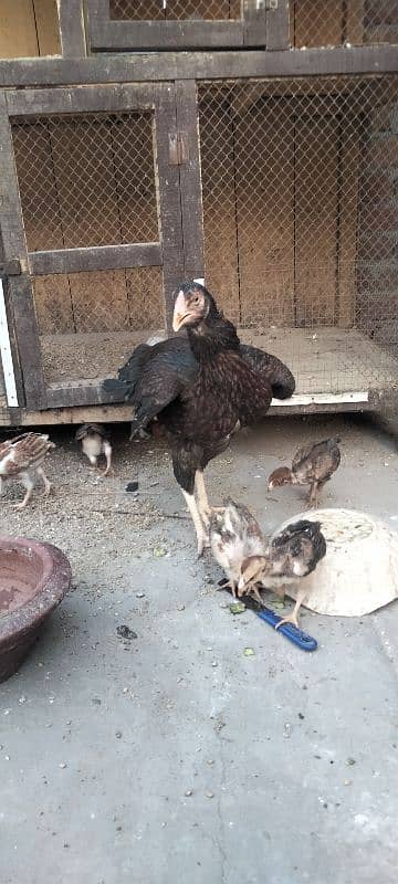ik murgi hor 5 bacha for sale 3