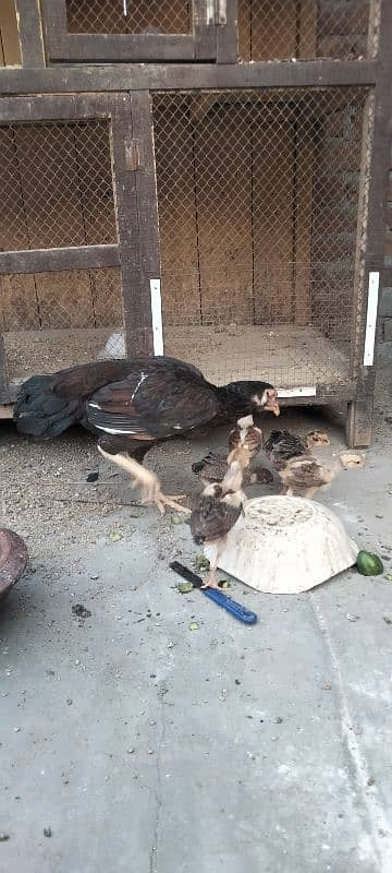 ik murgi hor 5 bacha for sale 4