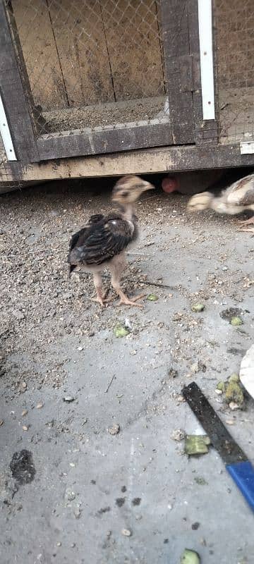 ik murgi hor 5 bacha for sale 5