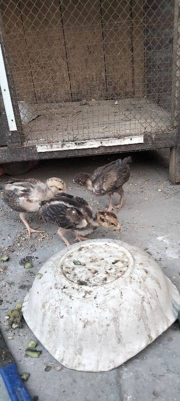 ik murgi hor 5 bacha for sale 6