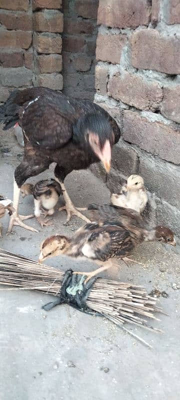 ik murgi hor 5 bacha for sale 7