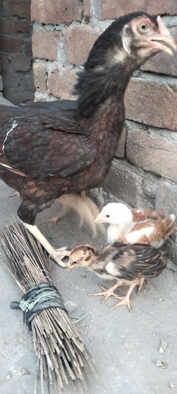 ik murgi hor 5 bacha for sale 8