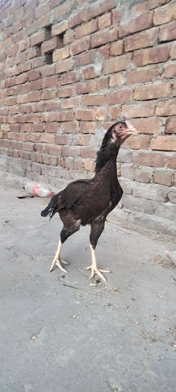 ik murgi hor 5 bacha for sale 9