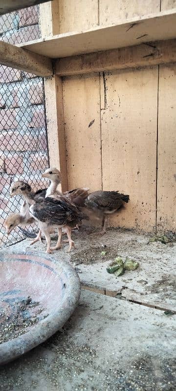 ik murgi hor 5 bacha for sale 11