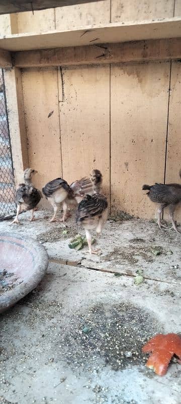 ik murgi hor 5 bacha for sale 12