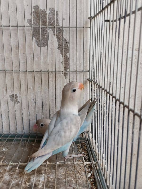 Blue Pastel ino 1