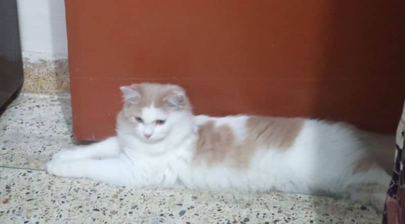 Persian Male kitten | Cat | triple coat kitten 0