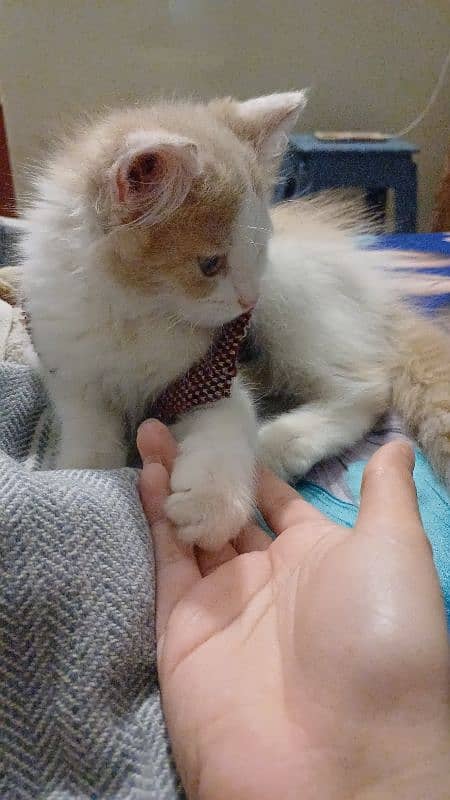 Persian Male kitten | Cat | triple coat kitten 1