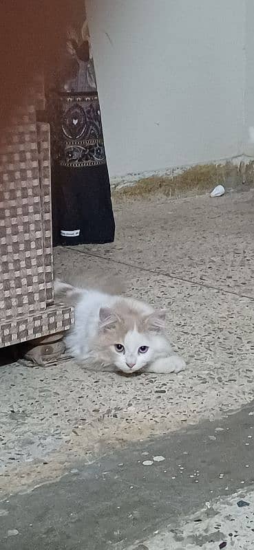 Persian Male kitten | Cat | triple coat kitten 2