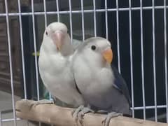 lovebird