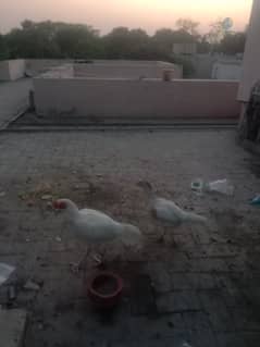 Heera