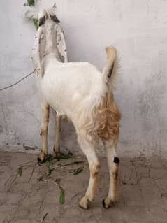 Bakra For Sale.