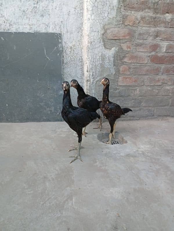 Thai pathia for sale 0