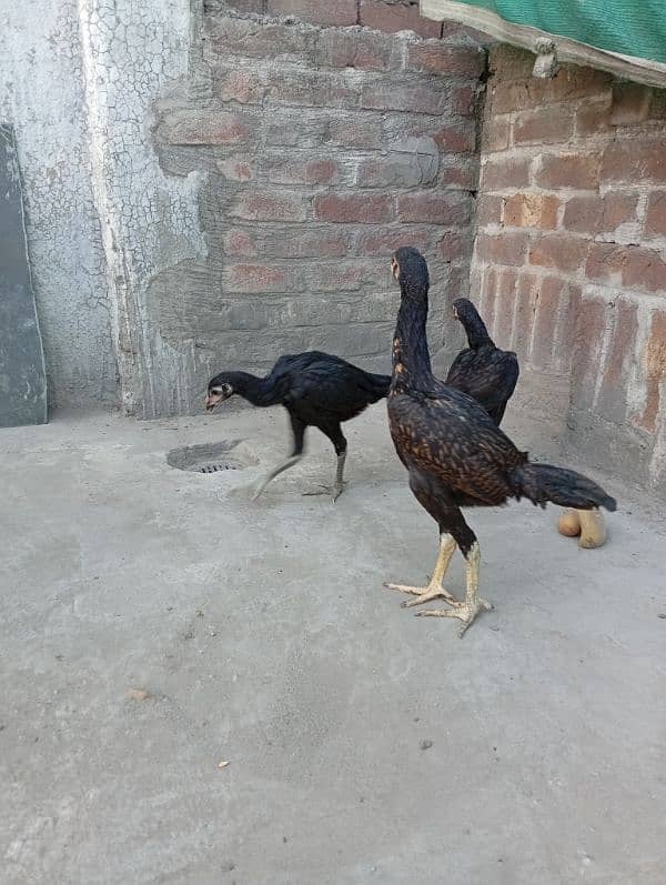 Thai pathia for sale 1