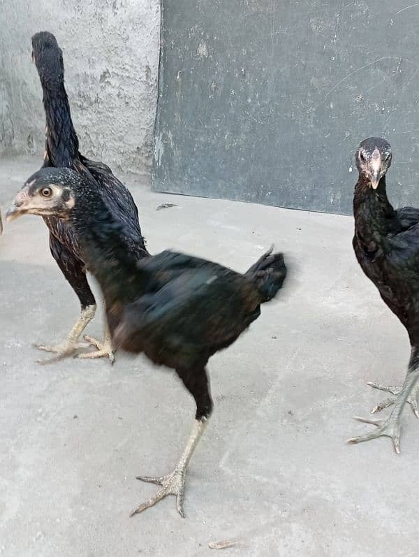Thai pathia for sale 2
