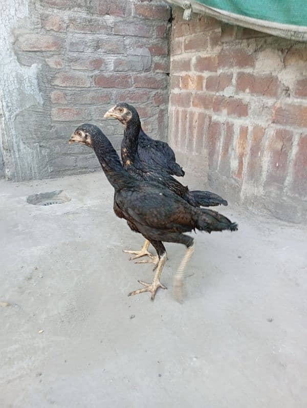 Thai pathia for sale 11
