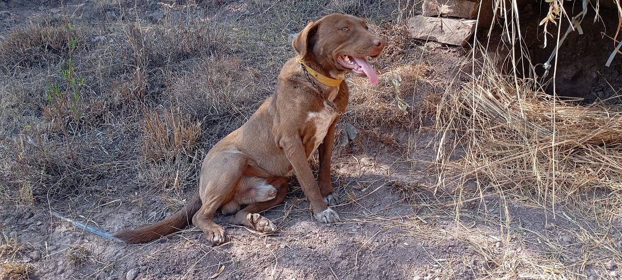 Pointer dog 0