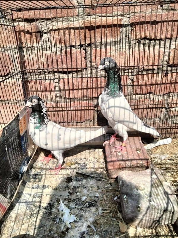 teddy pigeon. . . for sale 0