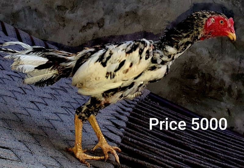 Aseel Murghi And patha For sale 3