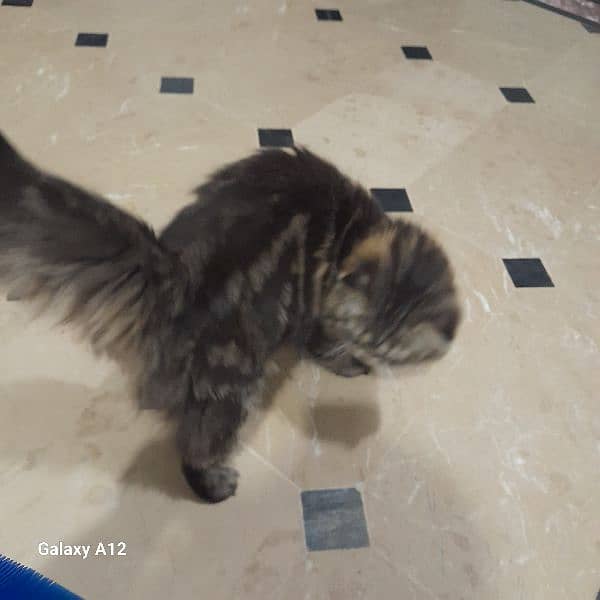 cat 4 selling 1