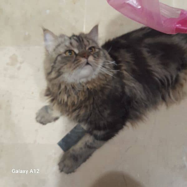 cat 4 selling 2