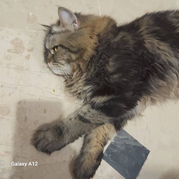 cat 4 selling 3