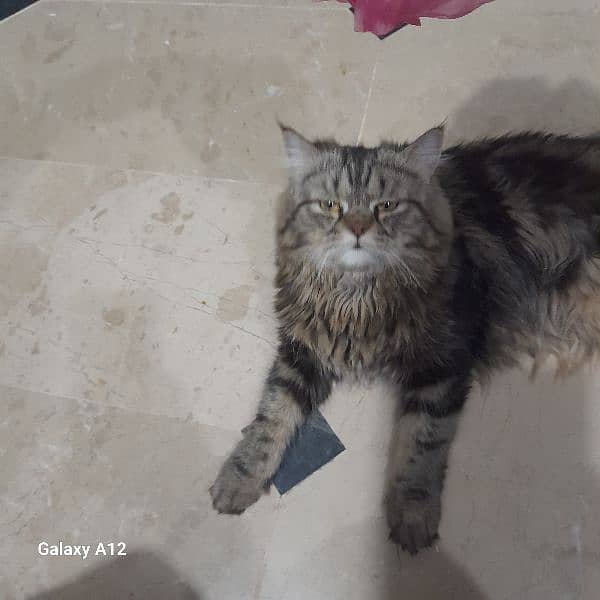 cat 4 selling 4