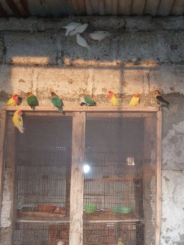 Mix love birds for sell 0