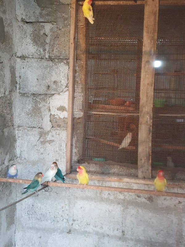 Mix love birds for sell 1
