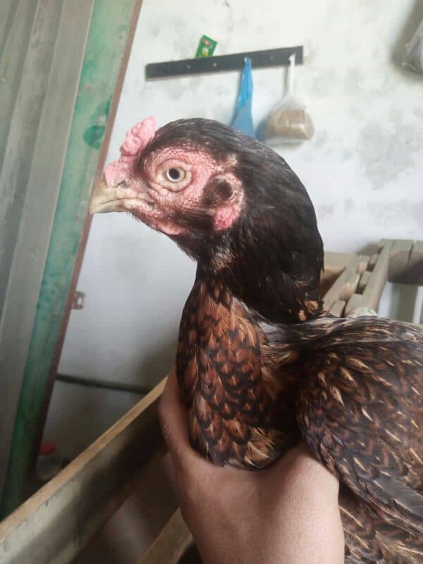 assel amroha murgi hight quality 1