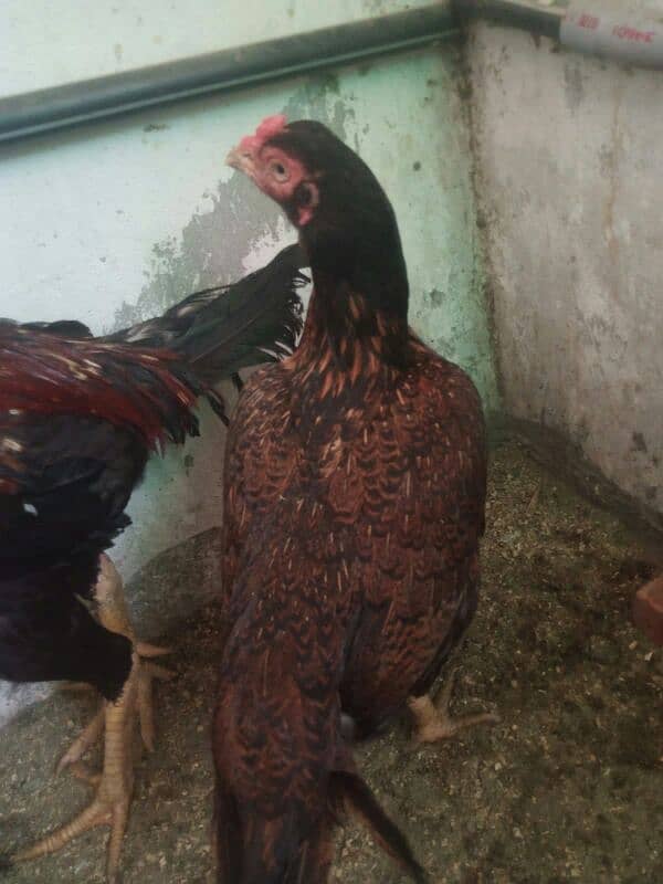 assel amroha murgi hight quality 2