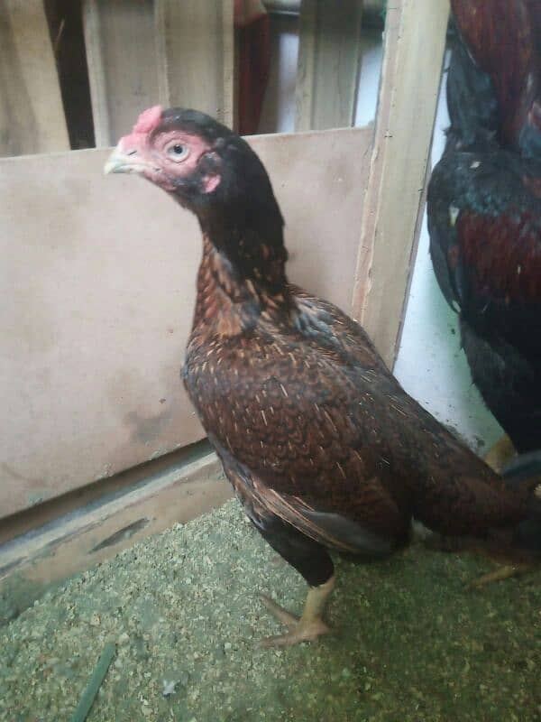 assel amroha murgi hight quality 3