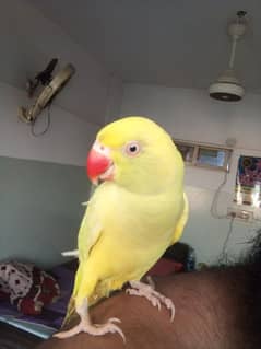 ringneck