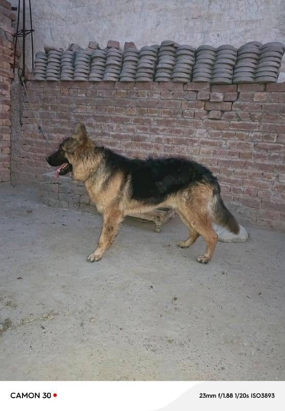 German Shepherd Male Available for Sale 5