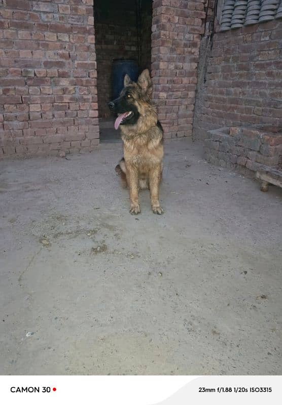 German Shepherd Male Available for Sale 4