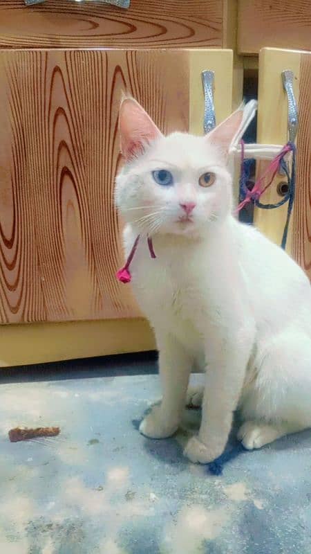 Persian cats available for sale 1